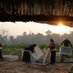 Silkworm cultivation in Myanmar.
